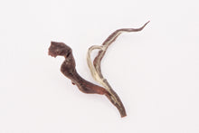 Load image into Gallery viewer, 2025 Hsinchu Farmer’s Choice Oriental Beauty